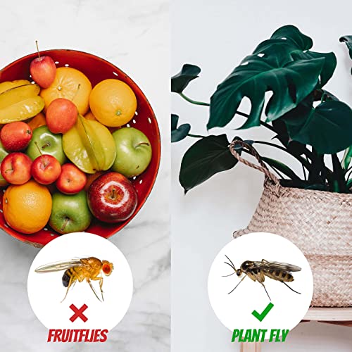 Super Ninja Gnat Traps for House Indoor - 10 Traps - Highly Effective and Ecological Gnat Traps - Fungus Gnat Killer Indoor - Fungus Gnat Sticky Trap for Fungus Gnat and Whitefly - Up to 3 Months
