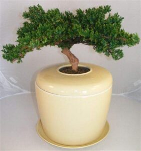 bonsai boy e5017 monterey juniper preserved bonsai tree with matching humidity & drip tray not a living tree