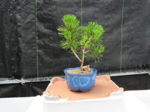 mugo pine bonsai tree - small