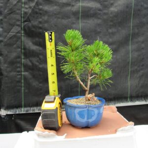 Mugo Pine Bonsai Tree - Small