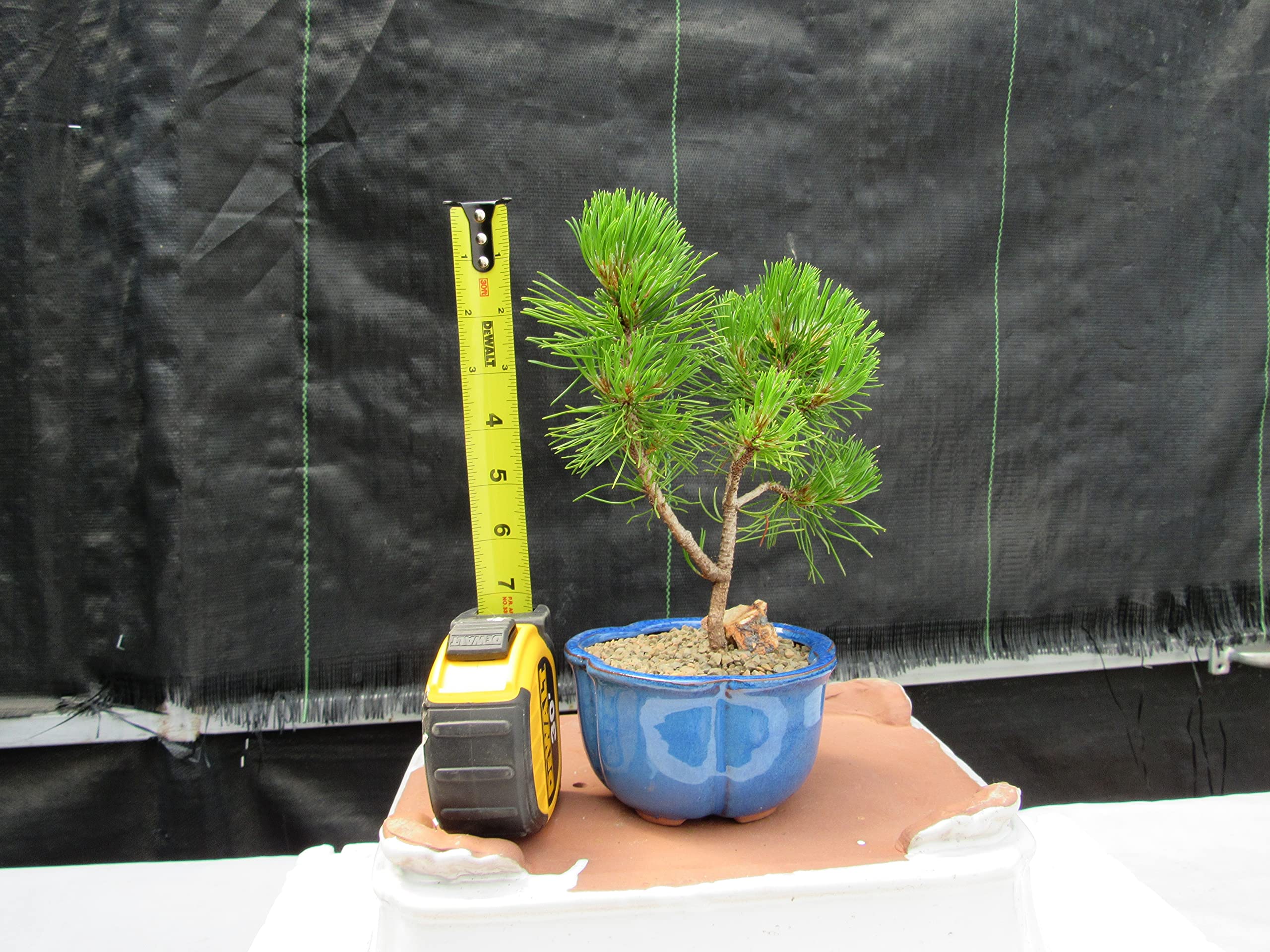 Mugo Pine Bonsai Tree - Small