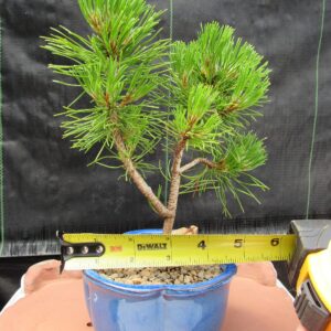 Mugo Pine Bonsai Tree - Small