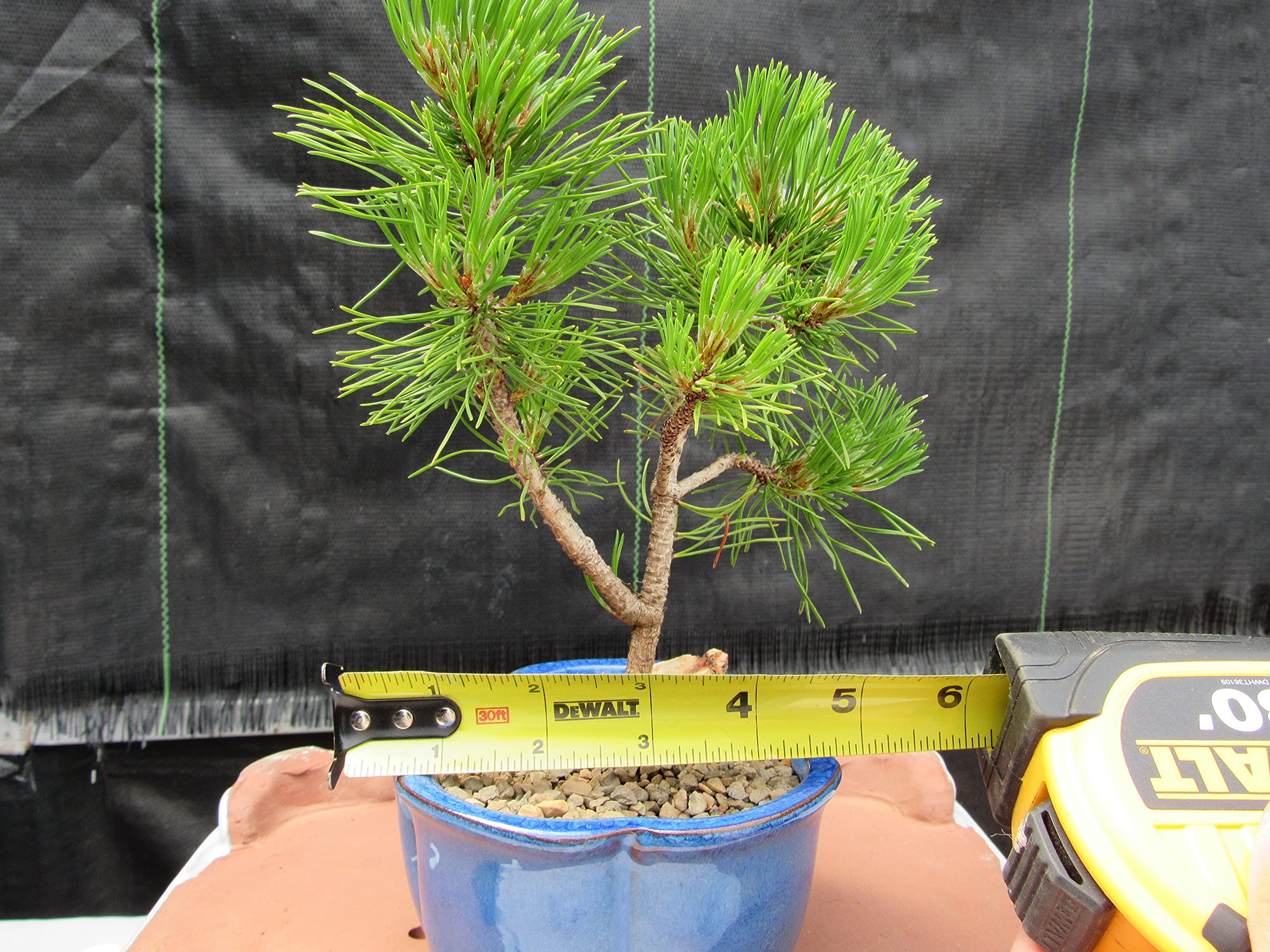 Mugo Pine Bonsai Tree - Small