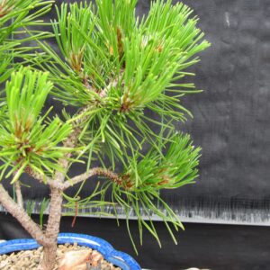 Mugo Pine Bonsai Tree - Small