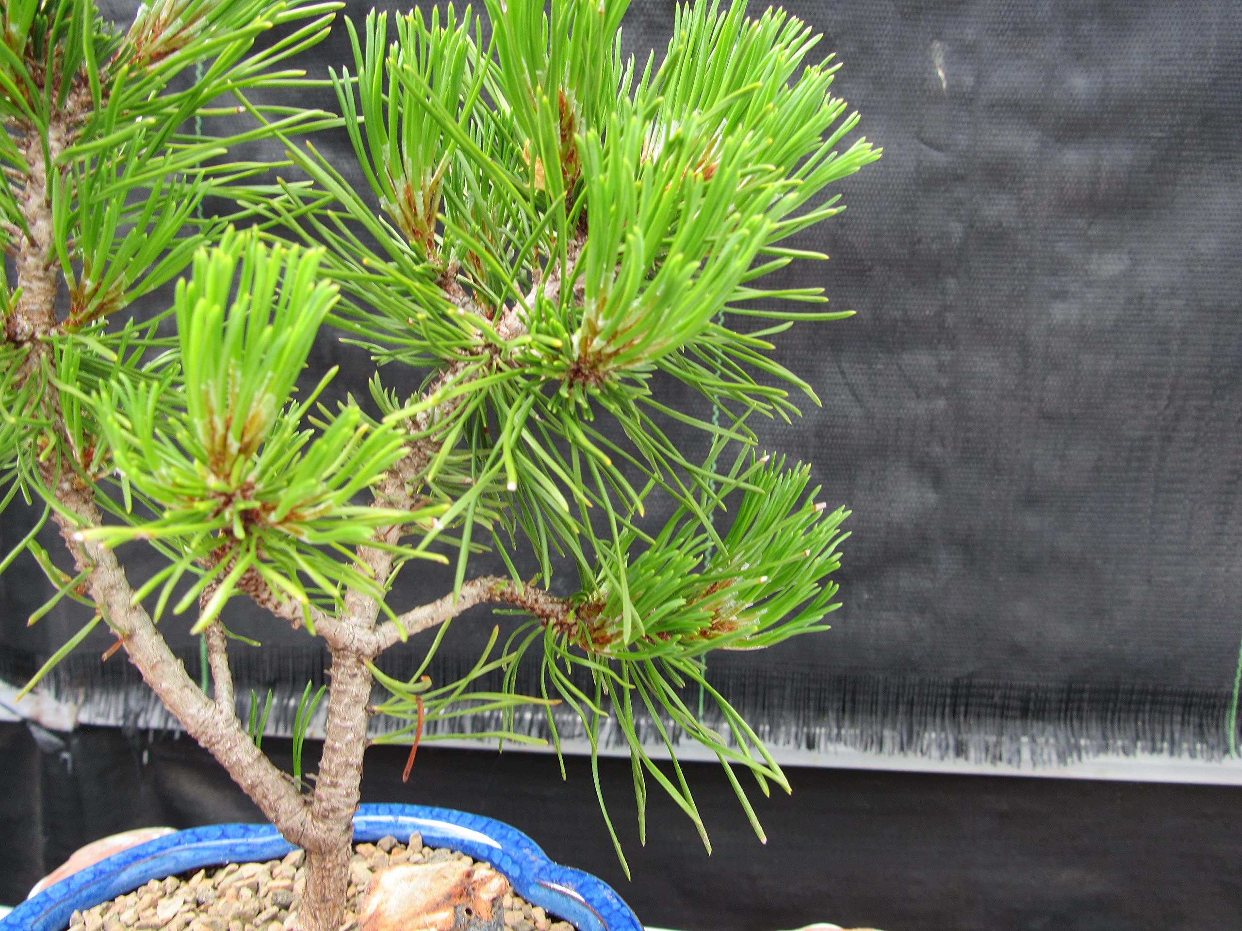 Mugo Pine Bonsai Tree - Small