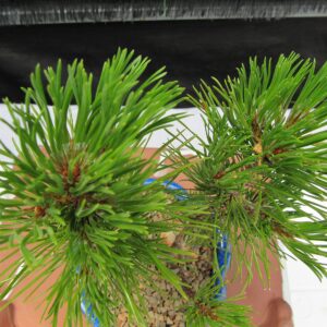 Mugo Pine Bonsai Tree - Small