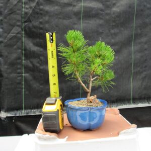 Mugo Pine Bonsai Tree - Small