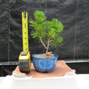 Mugo Pine Bonsai Tree - Small