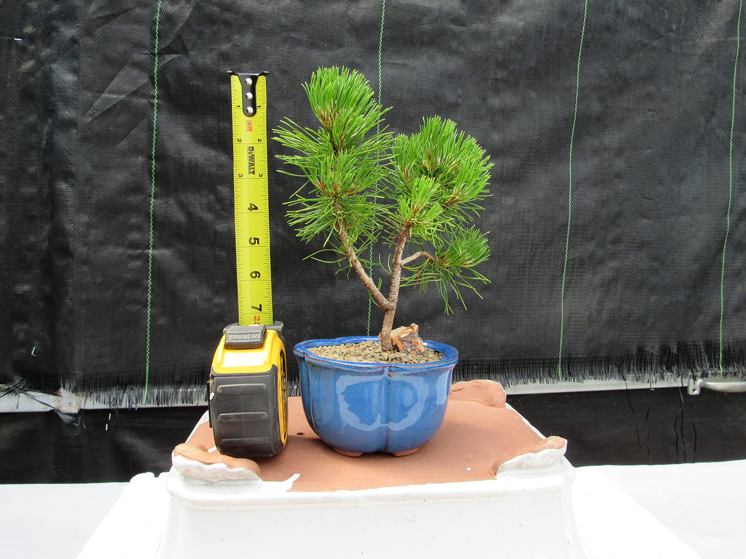 Mugo Pine Bonsai Tree - Small