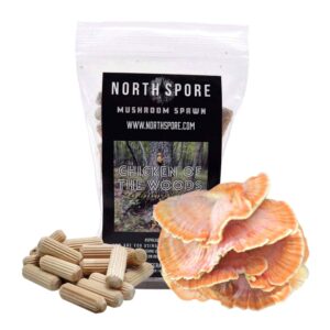 north spore organic chicken of the woods (100 ct) mushroom plugs for logs | premium mushroom plug spawn | handmade in maine, usa | grow gourmet mushrooms outdoors on logs | laetiporus sulphureus