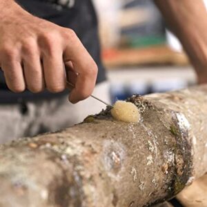 North Spore Organic Shiitake (100 ct) Mushroom Plugs for Logs | Premium Quality Mushroom Plug Spawn | Handmade in Maine, USA | Grow Gourmet Mushrooms Outdoors on Logs | Lentinula edodes