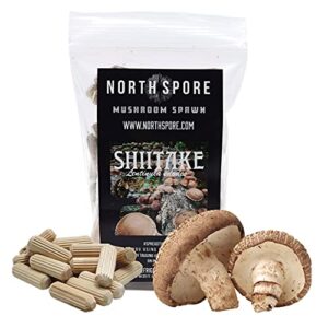 north spore organic shiitake (100 ct) mushroom plugs for logs | premium quality mushroom plug spawn | handmade in maine, usa | grow gourmet mushrooms outdoors on logs | lentinula edodes