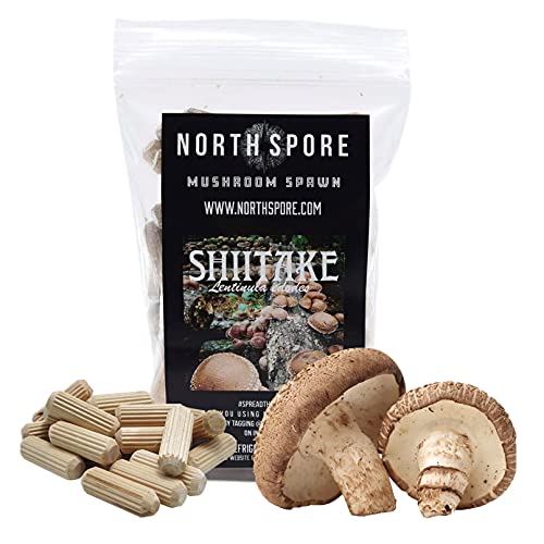 North Spore Organic Shiitake (100 ct) Mushroom Plugs for Logs | Premium Quality Mushroom Plug Spawn | Handmade in Maine, USA | Grow Gourmet Mushrooms Outdoors on Logs | Lentinula edodes