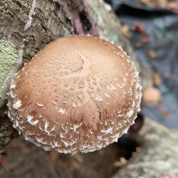 North Spore Organic Shiitake (100 ct) Mushroom Plugs for Logs | Premium Quality Mushroom Plug Spawn | Handmade in Maine, USA | Grow Gourmet Mushrooms Outdoors on Logs | Lentinula edodes