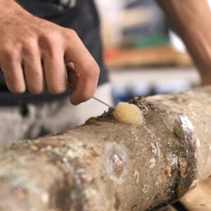 North Spore Organic Shiitake (500 ct) Mushroom Plugs for Logs | Premium Quality Mushroom Plug Spawn | Handmade in Maine, USA | Grow Gourmet Mushrooms Outdoors on Logs | Lentinula edodes