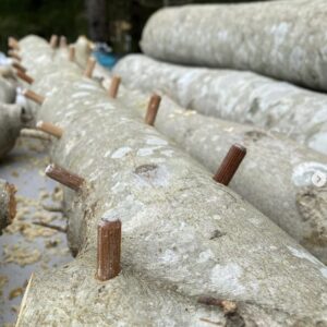 North Spore Organic Shiitake (500 ct) Mushroom Plugs for Logs | Premium Quality Mushroom Plug Spawn | Handmade in Maine, USA | Grow Gourmet Mushrooms Outdoors on Logs | Lentinula edodes