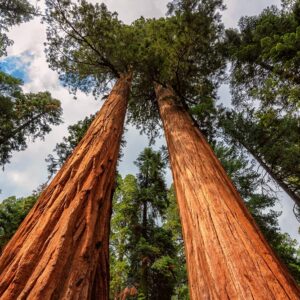 Redwood Sequoia Tree Seeds - 25 Seeds - Ships from USA - Sequoia Bonsai Seeds