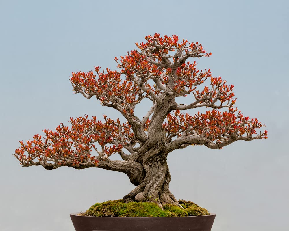 Twisted Pomegranate Bonsai Seeds - 20 Seeds to Grow - Highly Prized Edible Fruit Bonsai - Made in USA, Ships from Iowa