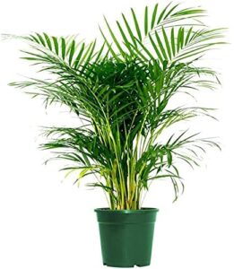 american plant exchange areca palm tree, graceful indoor houseplant, 6-inch pot, bright golden canes, air-purifying live plant