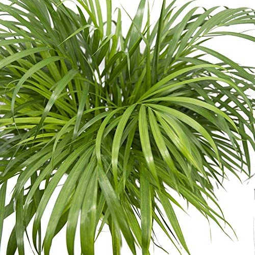 American Plant Exchange Areca Palm Tree, Graceful Indoor Houseplant, 6-Inch Pot, Bright Golden Canes, Air-Purifying Live Plant