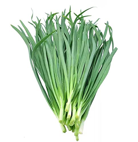 Chinese Chive Seeds Leek Seeds for Planting(500 Seeds)