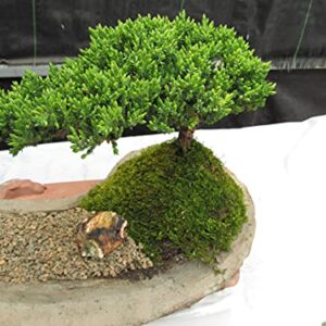 Juniper Bonsai Tree On Rock Slab