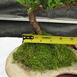 Juniper Bonsai Tree On Rock Slab