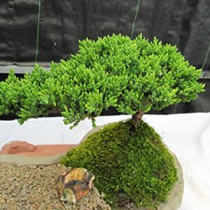 Juniper Bonsai Tree On Rock Slab