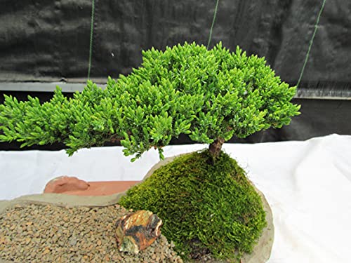 Juniper Bonsai Tree On Rock Slab