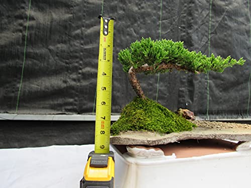 Juniper Bonsai Tree On Rock Slab