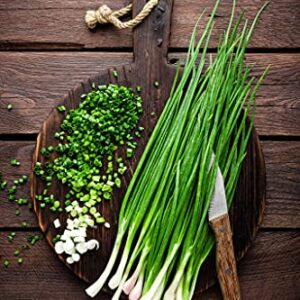 Scallion Bunching Onion Seeds, 250+ Evergreen Hardy White, Heirloom, Non-GMO, Allium fistulosum