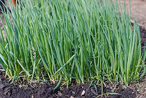 Scallion Bunching Onion Seeds, 250+ Evergreen Hardy White, Heirloom, Non-GMO, Allium fistulosum