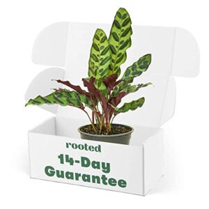 rooted rattlesnake calathea, calathea lancifolia, live, live indoor, home decor, easy to grow, easy to care and low maintenance houseplant, 4 inch pot