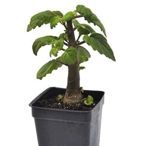 plectranthus ernstii caudex, bonsai mint, caudex, caudiciform plectranthus, spurflower, upright plant or bonsai, fragrant with spicy scent, containersize: 3" (2.6x3.5"), winterized 2day shipping