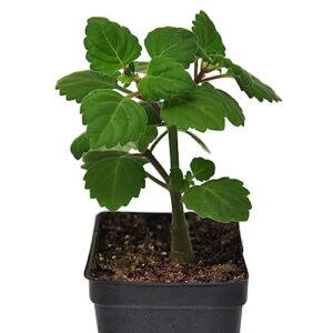 Plectranthus Ernstii Caudex, Bonsai Mint, Caudex, Caudiciform Plectranthus, Spurflower, Upright Plant or Bonsai, Fragrant with Spicy Scent, ContainerSize: 3" (2.6x3.5"), Winterized 2Day Shipping