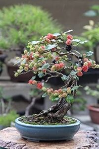 bonsai mulberry tree seeds - 25 seeds - morus nigra - grow fruitbearing bonsai