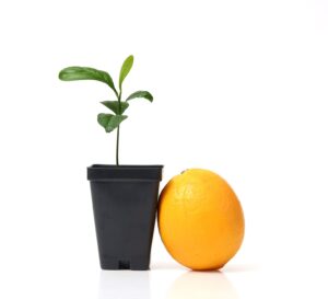meyer lemon tree starter plant. citrus x meyeri. 3" - 5"