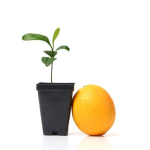 Meyer Lemon Tree Starter Plant. Citrus x meyeri. 3" - 5"