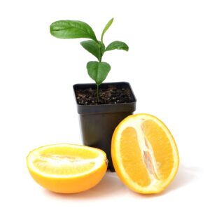Meyer Lemon Tree Starter Plant. Citrus x meyeri. 3" - 5"