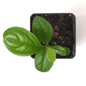 Meyer Lemon Tree Starter Plant. Citrus x meyeri. 3" - 5"