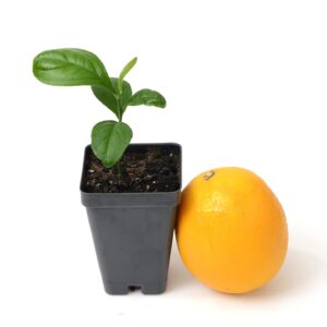 Meyer Lemon Tree Starter Plant. Citrus x meyeri. 3" - 5"