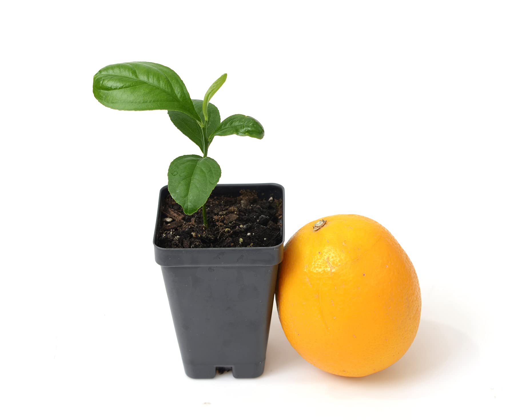 Meyer Lemon Tree Starter Plant. Citrus x meyeri. 3" - 5"