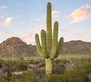 giant saguaro cactus seeds - 25 seeds - great for bonsai