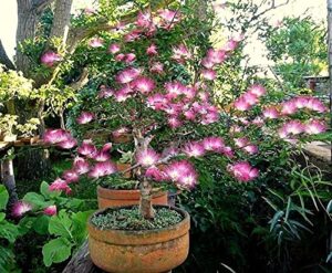 pink fairy dust tree seeds - 10 seeds - calliandra eriophylla - prized for bonsai or container growing