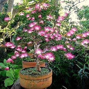 Pink Fairy Dust Tree Seeds - 10 Seeds - Calliandra eriophylla - Prized for Bonsai or Container Growing