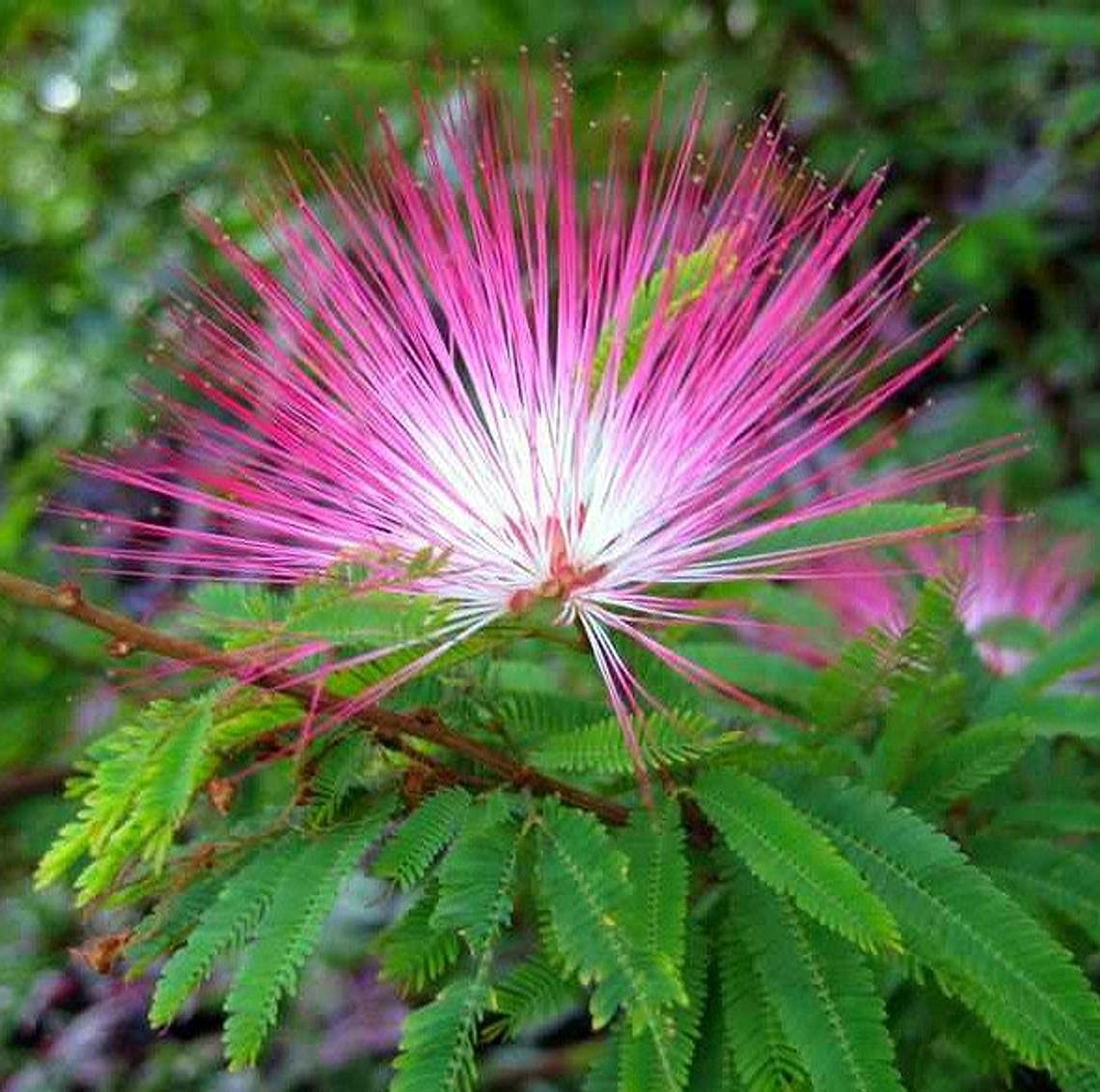 Pink Fairy Dust Tree Seeds - 10 Seeds - Calliandra eriophylla - Prized for Bonsai or Container Growing