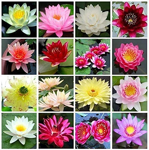 SAVOIR 40+ Bonsai Bowl Lotus Seeds, Water Lily Flower Plant Seeds, Ornamental Courtyard Finest Viable Mixed Colors Aquatic Water Features Seeds