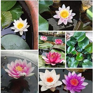 SAVOIR 40+ Bonsai Bowl Lotus Seeds, Water Lily Flower Plant Seeds, Ornamental Courtyard Finest Viable Mixed Colors Aquatic Water Features Seeds