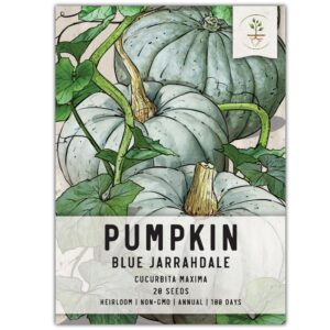 seed needs, blue jarrahdale pumpkin seeds - 20 heirloom seeds for planting cucurbita maxima - non-gmo & untreated - tasty decorative pumpkin for halloween & fall (1 pack)