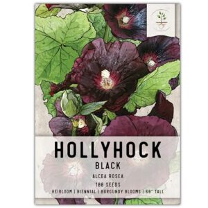 seed needs, black hollyhock seeds - 100 heirloom seeds for planting alcea rosea - great for gothic gardens, open pollinated biennial that attracts pollinators (1 pack)